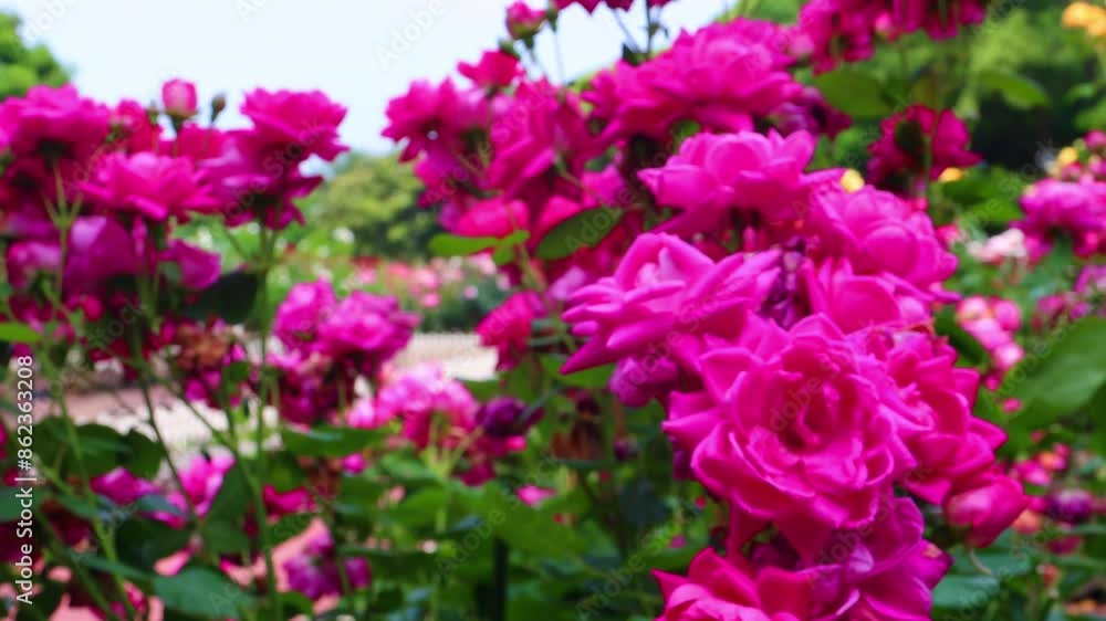 初夏の日差しを浴びる満開のピンクローズ
