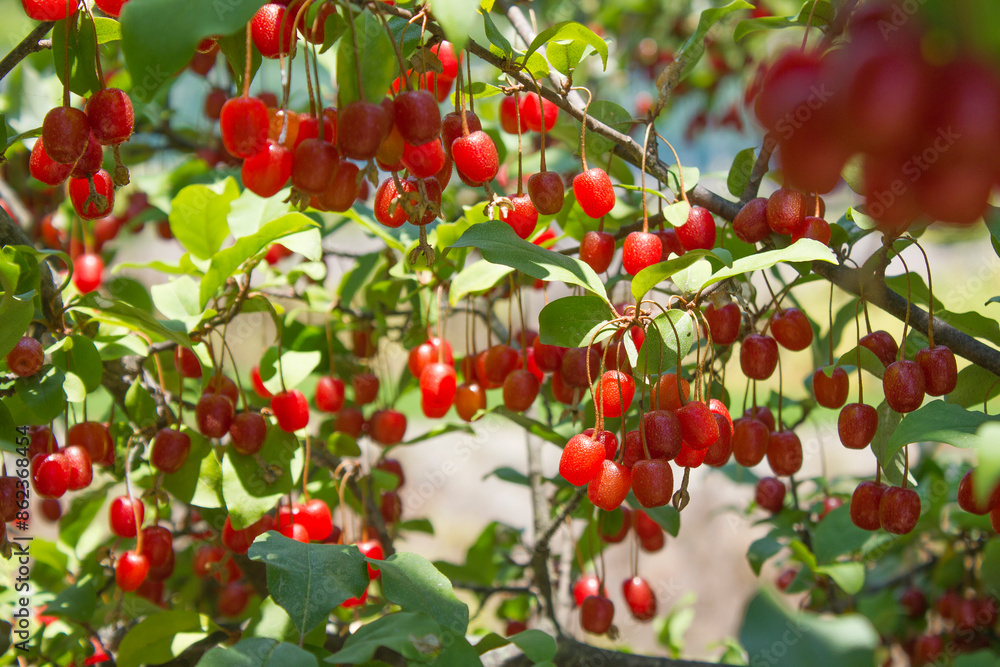 Ripe Autumn Olive Berries (Elaeagnus Umbellata) growing on a branch . oleaster Ripe Autumn Olive Berries (Elaeagnus Umbellata) growing on a branch . oleaster