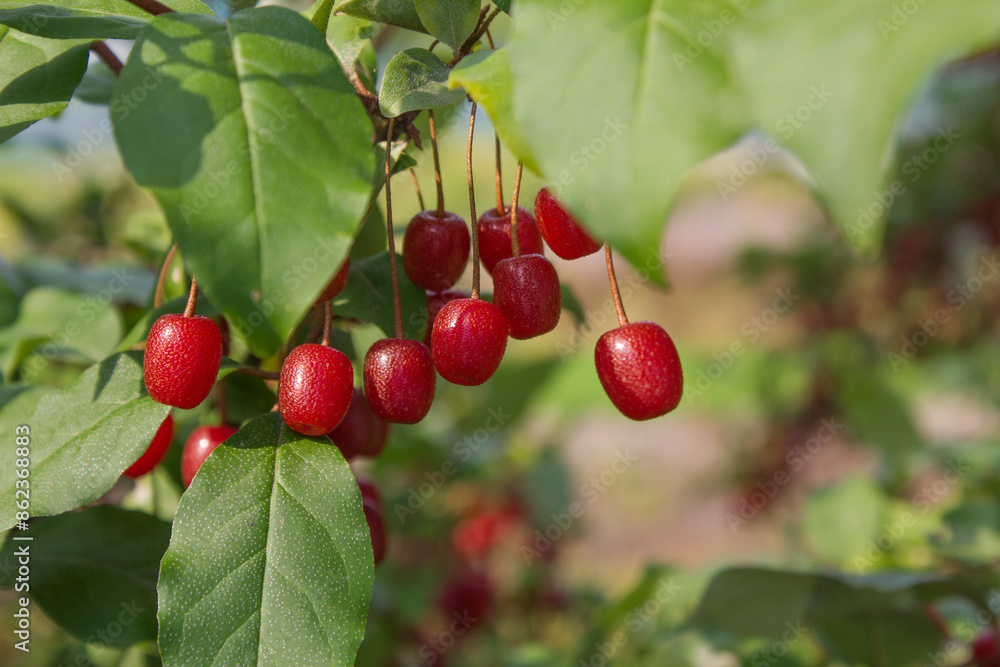 Ripe Autumn Olive Berries (Elaeagnus Umbellata) growing on a branch . oleaster Ripe Autumn Olive Berries (Elaeagnus Umbellata) growing on a branch . oleaster
