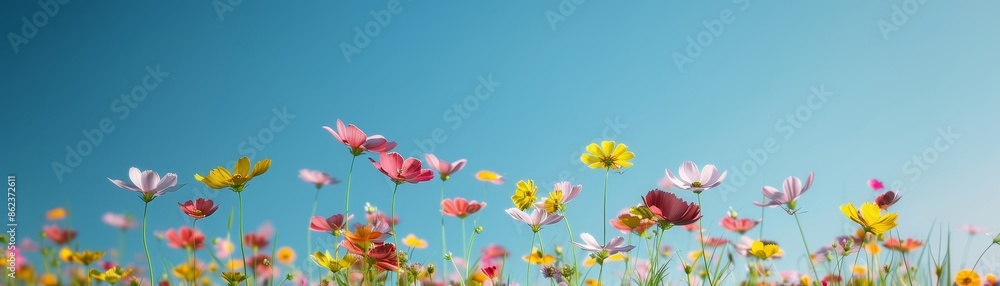 vibrant cosmos flowers in a field against a blue sky - nature photography. vibrant cosmos flowers in a field against a blue sky - nature photography.