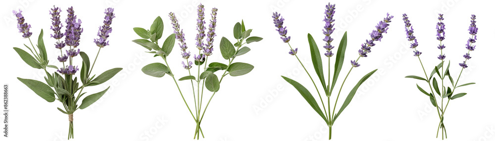 Fototapeta premium 3D rendering of a lavender plant with purple flowers on a transparent background.