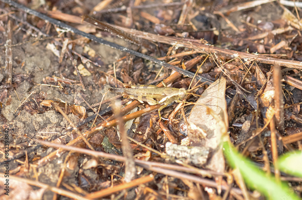 Melanoplus sits in the grass. Macro photo of a grasshopper. Melanoplus sits in the grass. Macro photo of a grasshopper.