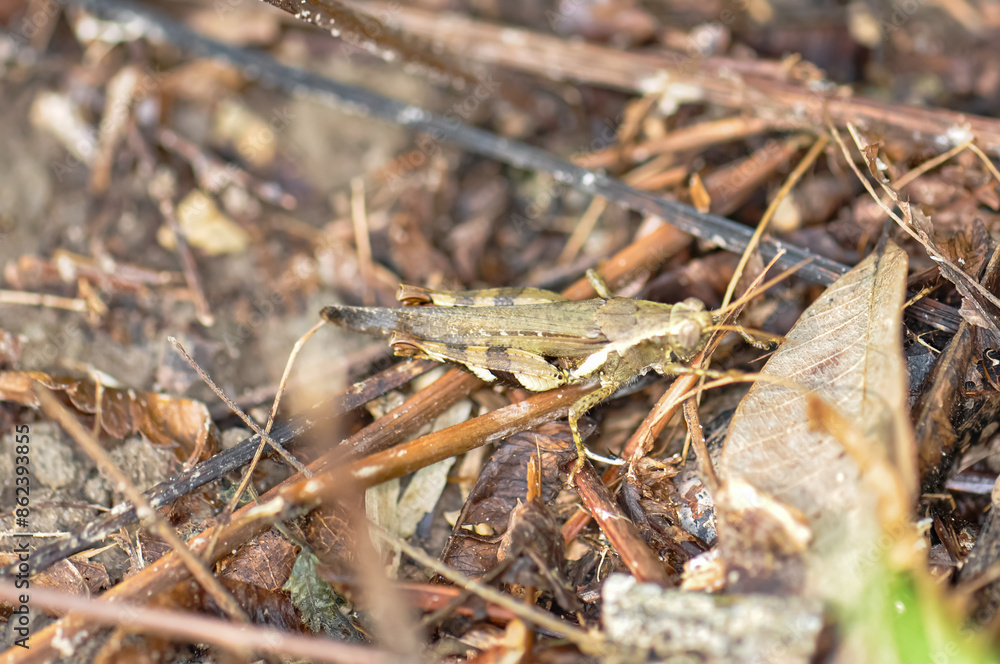 Melanoplus sits in the grass. Macro photo of a grasshopper. Melanoplus sits in the grass. Macro photo of a grasshopper.