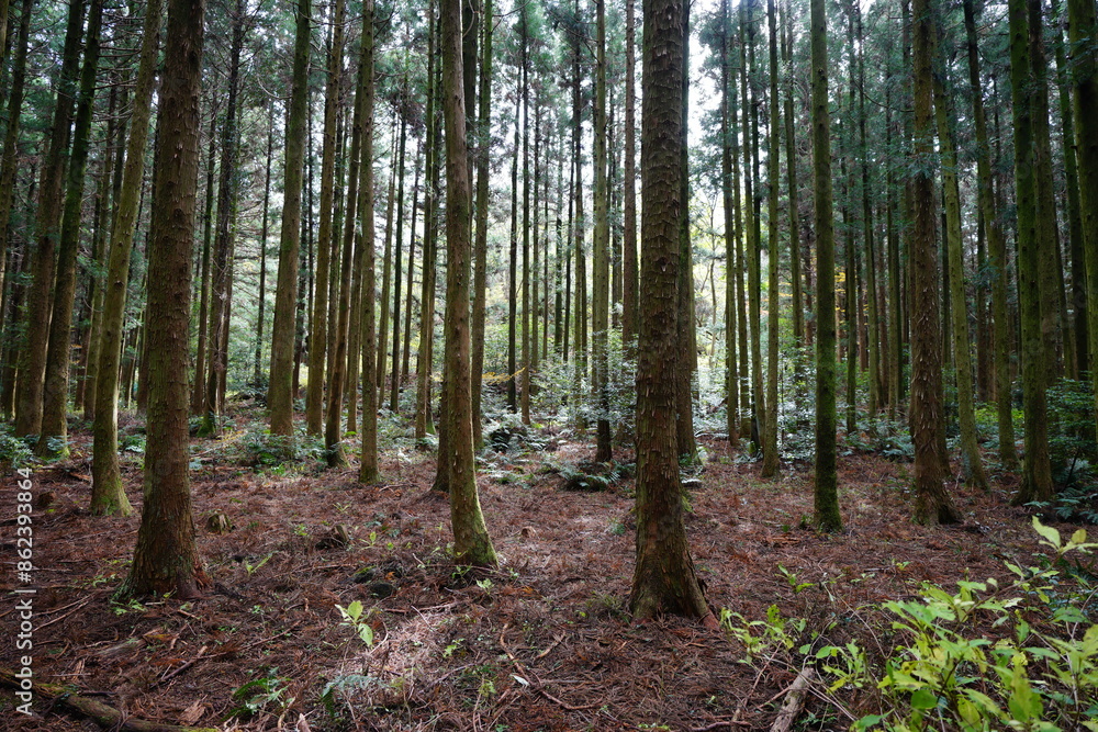 fascinating cedar woods in the gleaming sunlight fascinating cedar woods in the gleaming sunlight