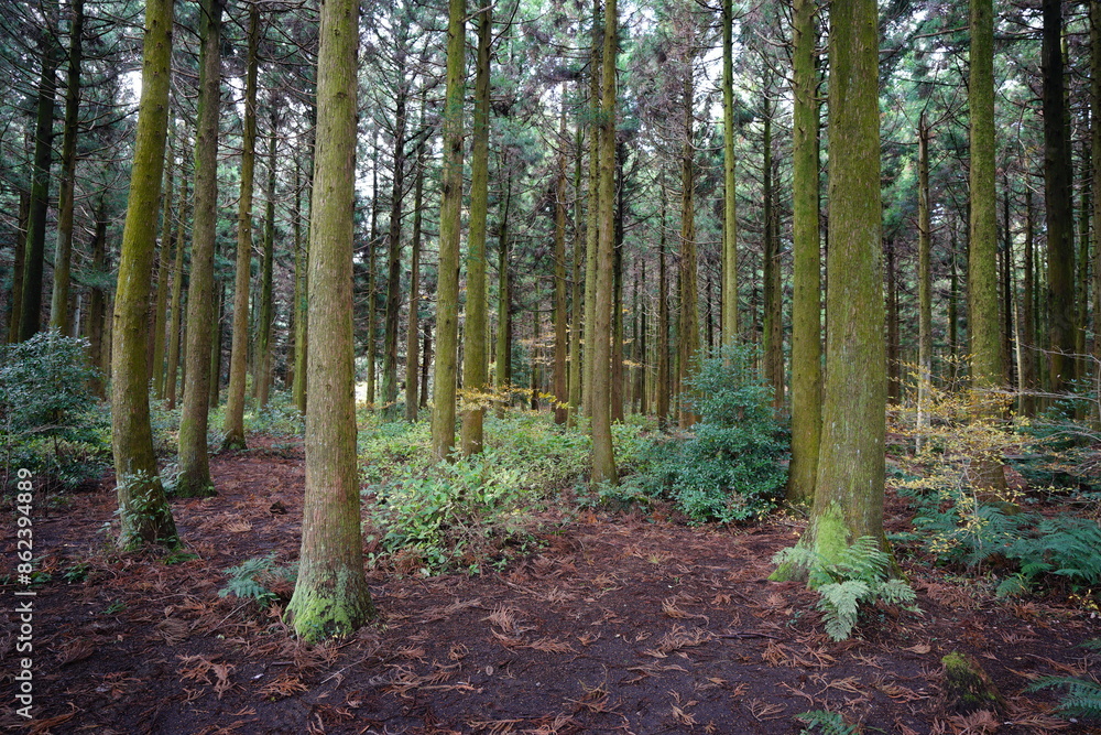 fine path through mossy cedar woods fine path through mossy cedar woods