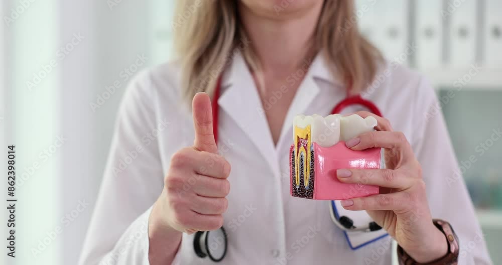 Dentist uses model of tooth for educational purposes Dentist uses model of tooth for educational purposes