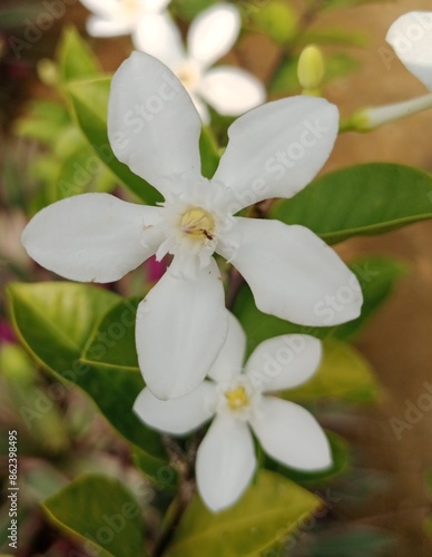 Coral swirl flower ortellicherry bark of Wrightia antidysenterica photo