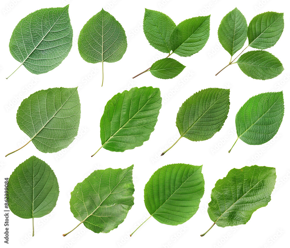 Collection of green leaves of different plants isolated on transparent background. Collection of green leaves of different plants isolated on transparent background.