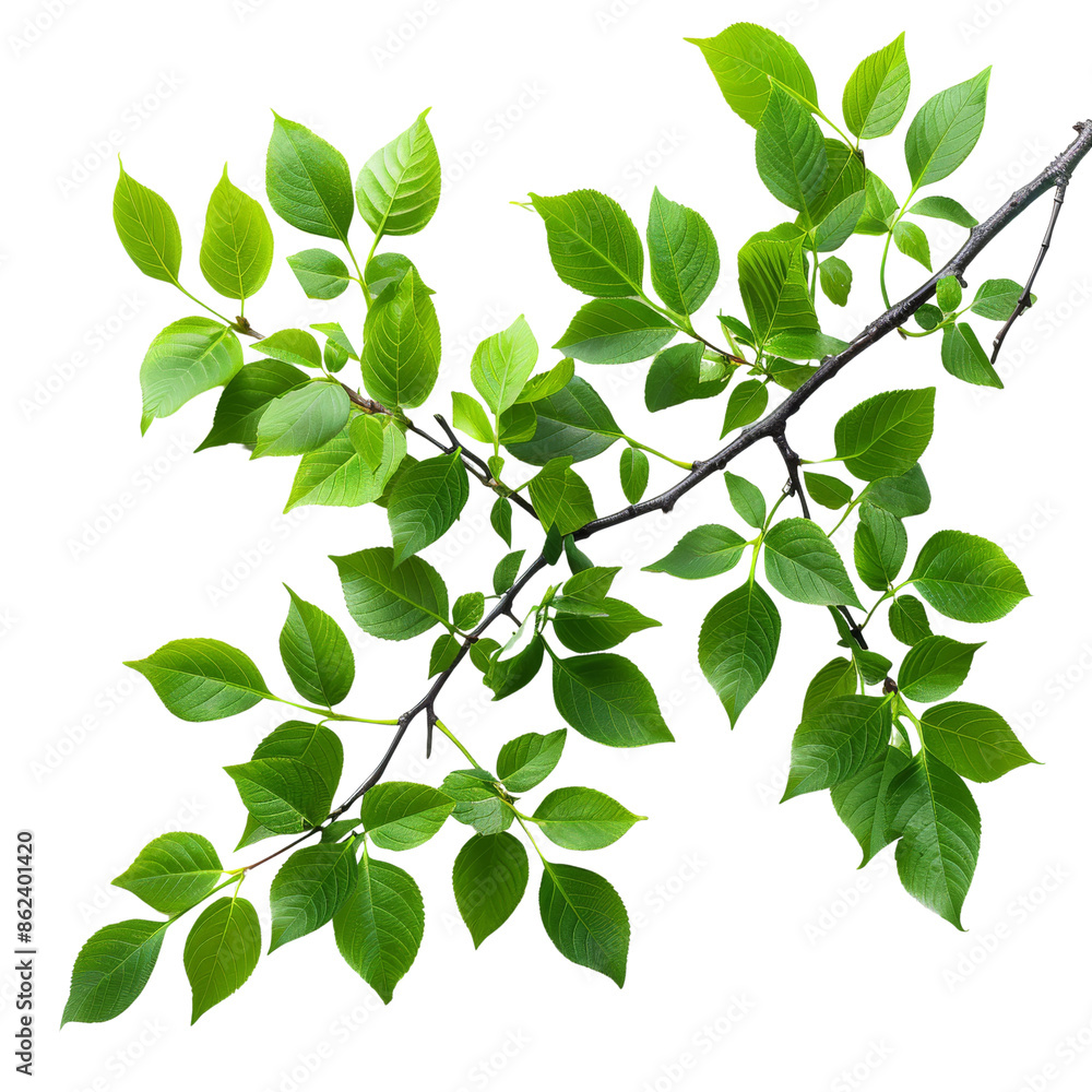 Green leaves of a plant on a transparent background Green leaves of a plant on a transparent background