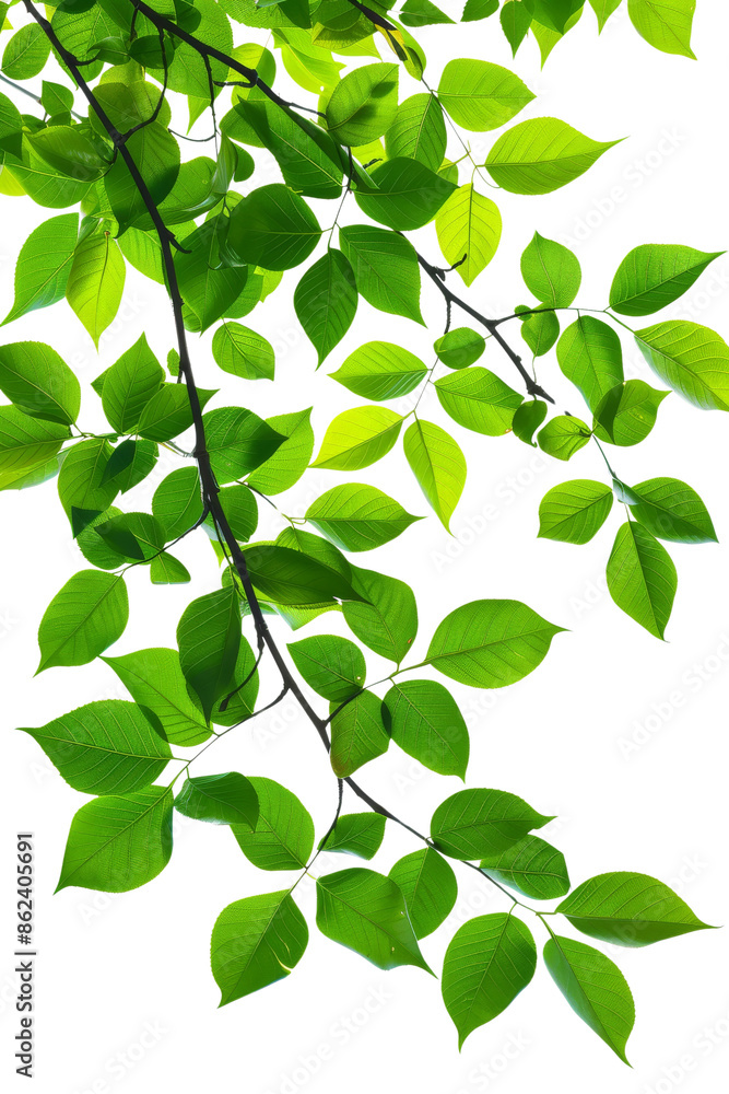 Green leaves of a tree branch isolated on transparent background Green leaves of a tree branch isolated on transparent background