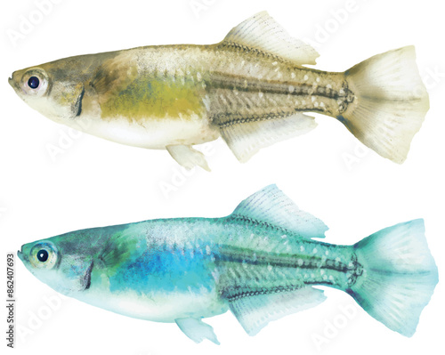 日本産ヒカリ体型メダカ、雄魚体（金色ノーマルとオーロラ・ターコイズ色調の2点・リアルレタッチ切り抜きイラスト）