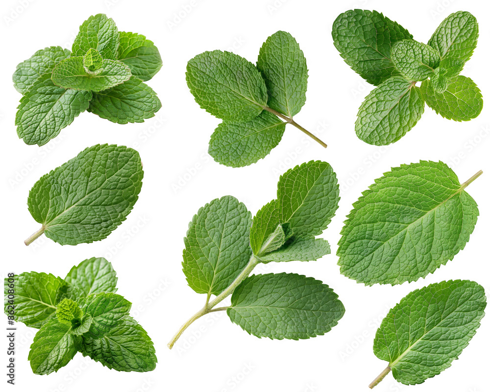 Set of various mint leaves isolated on black background Set of various mint leaves isolated on black background