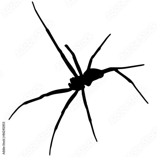 A silhouette of a spider