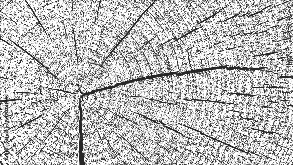 Distressed wood overlay textured. Old grunge design element. Cross section tree rings cut slice. Black grainy texture on white background. Wooden horizontal banner. Vector illustration. EPS 10.