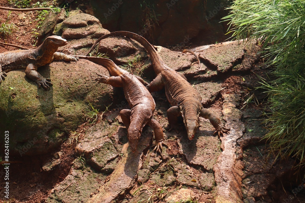 Monitor Lizard Climbing Rocks Flock of Water monitor lizard or Asian water monitor lizard (Varanus ...