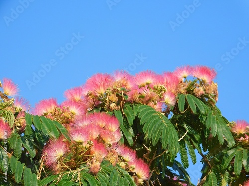 Silk tree, or Albizia julibrissin pink flowers photo