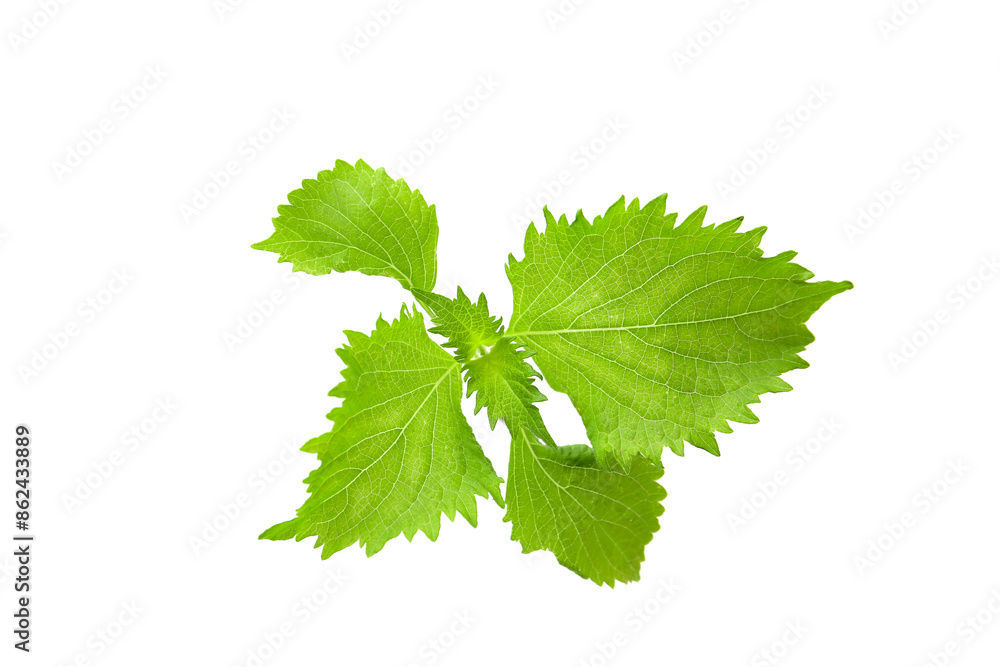 green fresh leaves of perilla isolated on a white background green fresh leaves of perilla isolated on a white background