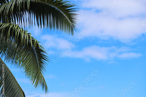 palm tree - French Polynesia - blue sky - wallpaper