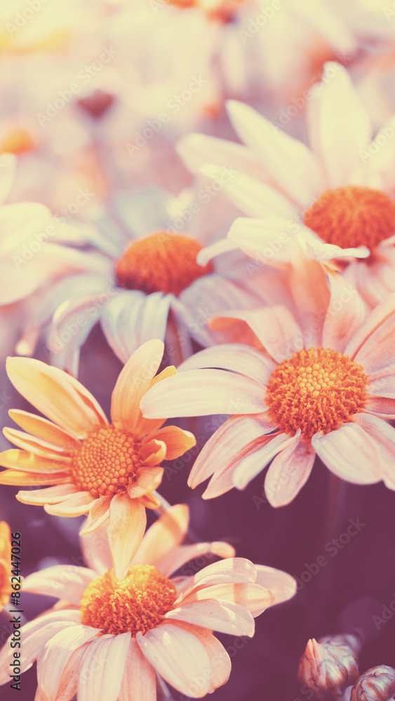 Floral nature background. Blooming daisies on a field in summer. Vertical banner Floral nature background. Blooming daisies on a field in summer. Vertical banner