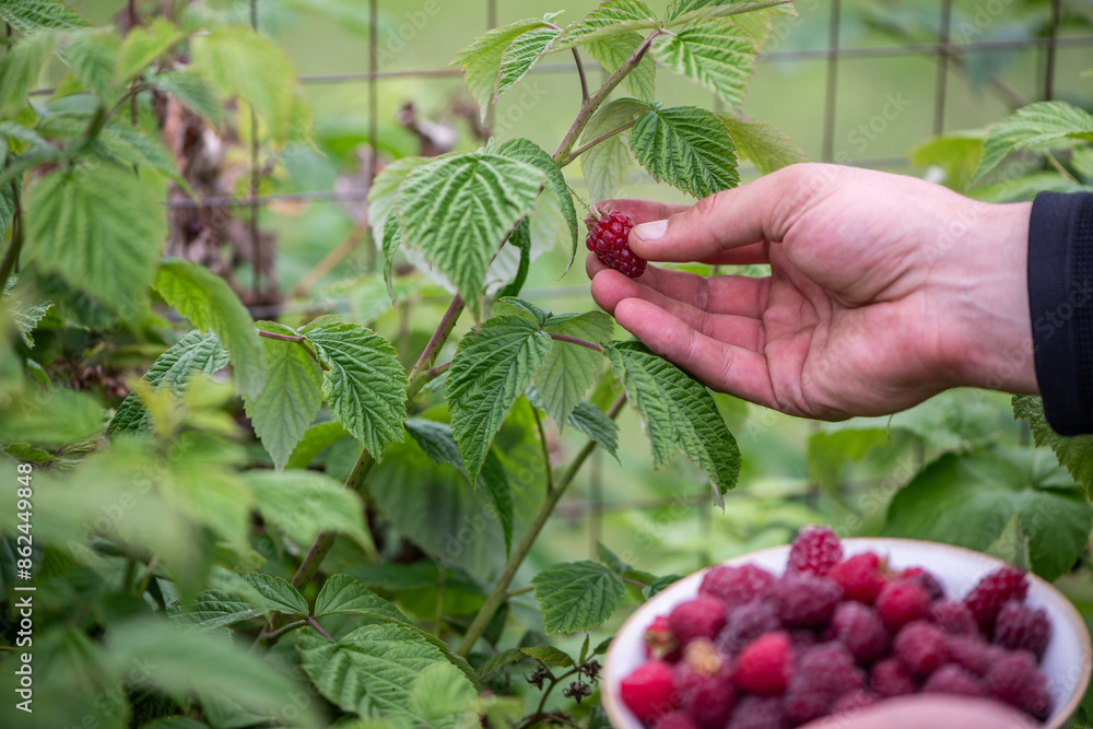 Gartenarbeit, Person pflückt frische Himbeeren vom Strauch, frisches Obst aus dem Garten
Gartenarbeit, Person pflückt frische Himbeeren vom Strauch, frisches Obst aus dem Garten