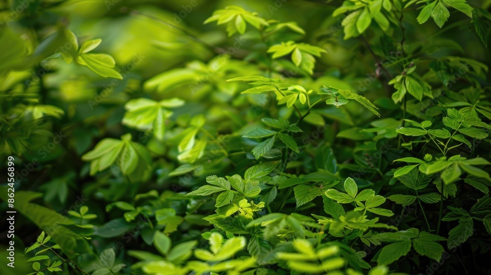 vibrant green foliage vibrant green foliage