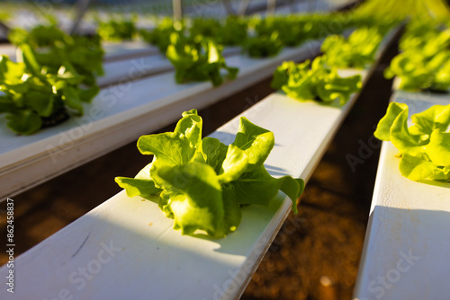 Using innovative farming techniques, hydroponic farm growing fresh lettuce photo