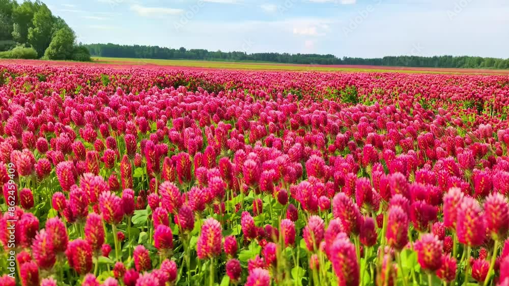 Trifolium incarnatum field of flowers rustling in the breeze Trifolium incarnatum field of flowers rustling in the breeze