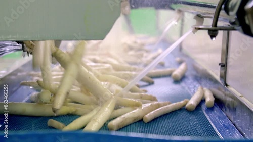 freshly harvested white asparagus being washed on a conveyor belt in an industrial facility, highlighting the cleaning and processing stage in agriculture. photo