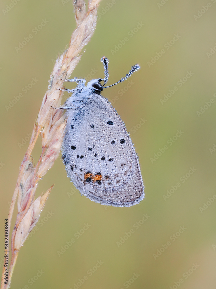 Φωτογραφία Beautiful nature scene with Short-tailed Blue (Cupido argiades)