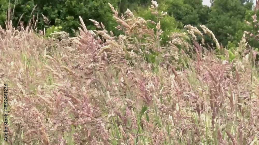 Grass seed heads moving in a strong breeze. Highgate Common. Staffordshire. June. UK