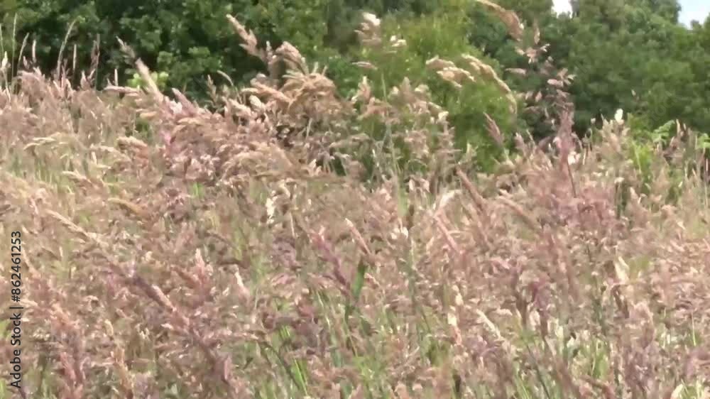 Grasses blowing in wind. Highgate Common. Staffordshire. June. UK Grasses blowing in wind. Highgate Common. Staffordshire. June. UK