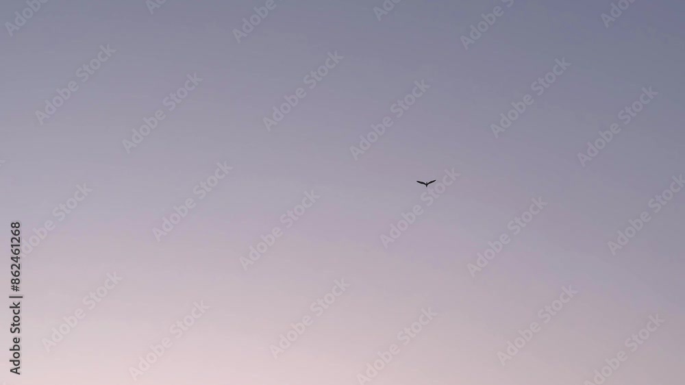 Alone bird single flying animal wildlife in air blue sky minimal wide view landscape marine seascape ocean sea view empty sky travel tourism natural attraction in Saudi arabia iran nature Alone bird single flying animal wildlife in air blue sky minimal wide view landscape marine seascape ocean sea view empty sky travel tourism natural attraction in Saudi arabia iran nature