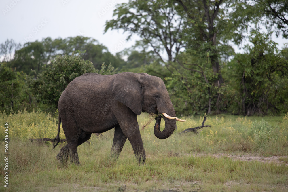 Bull elephant, loxodonta africana, in the grasslands of Amboseli National Park, Kenya. Front view Bull elephant, loxodonta africana, in the grasslands of Amboseli National Park, Kenya. Front view