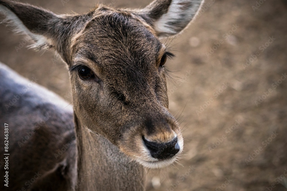 Close-up portrait of a young deer with soft brown fur and large dark eyes in a natural habitat Close-up portrait of a young deer with soft brown fur and large dark eyes in a natural habitat