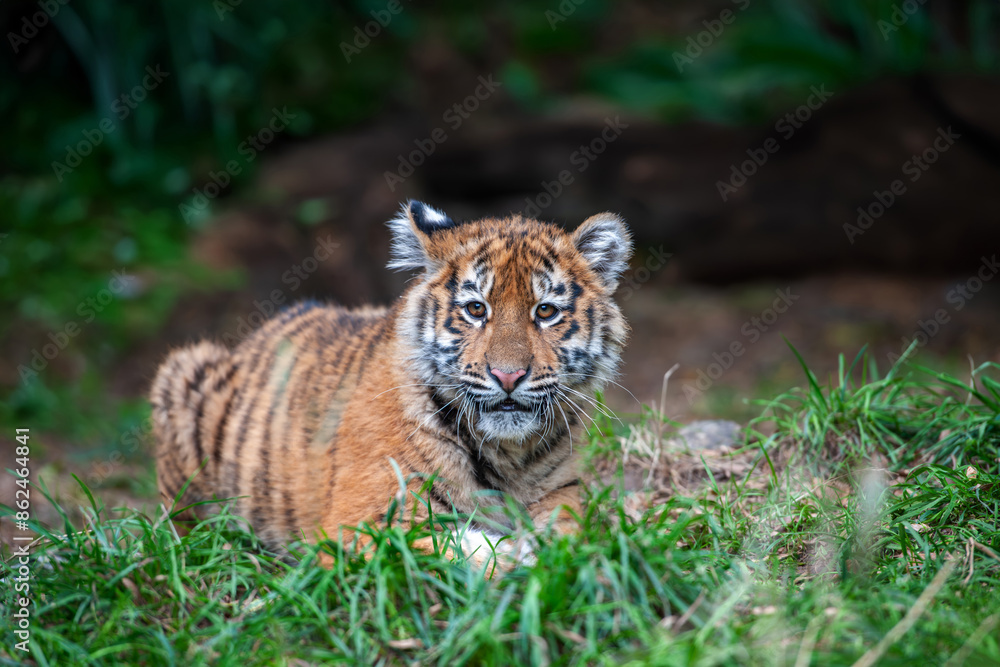Tiger cub in the wild. Wild cat in nature habitat Tiger cub in the wild. Wild cat in nature habitat