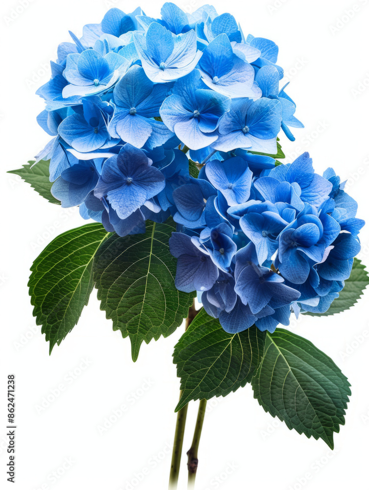 Fototapeta premium hydrangeas flower