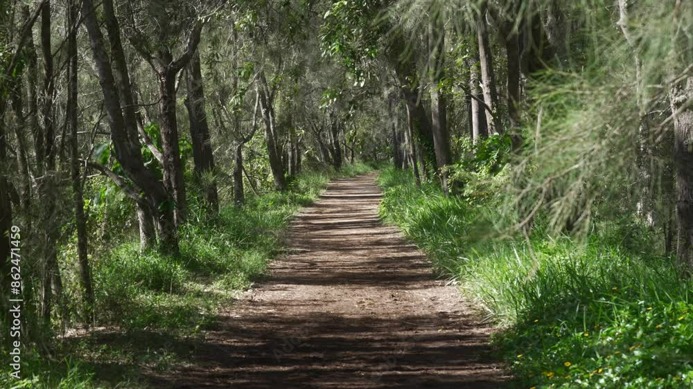 Patch, dirt road inside lush dense forest, green grass vegetation, nature walk Patch, dirt road inside lush dense forest, green grass vegetation, nature walk
