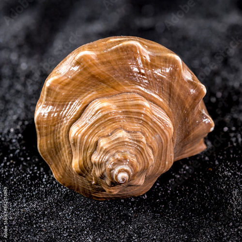 Hemifusus Tuba Seashell on a black sand background photo