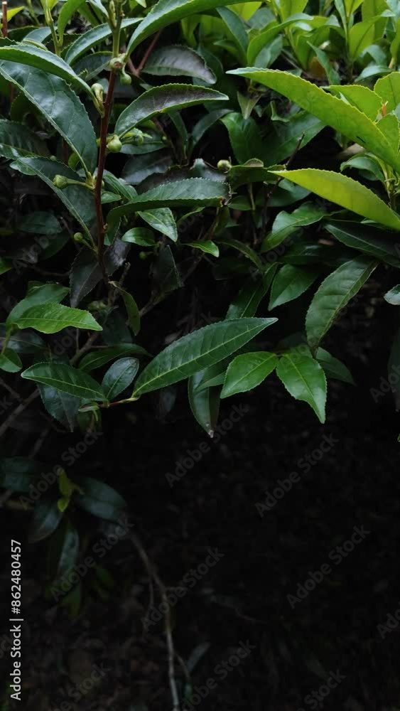 Tea leaves , super close up view,Tea plantation Tea leaves , super close up view,Tea plantation