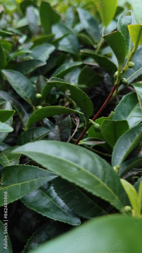 green tea leaves in the mountain , pan shot green tea leaves in the mountain , pan shot