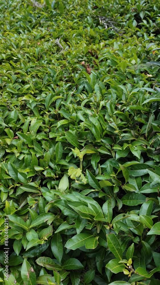 Tea cultivation , super close up view to overall tea plantation Tea cultivation , super close up view to overall tea plantation