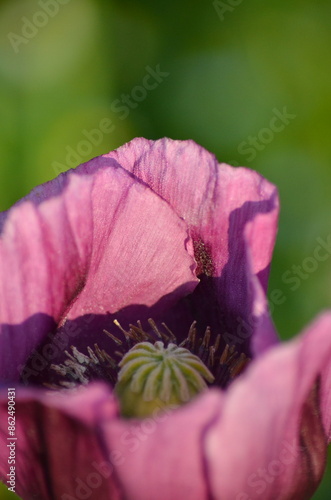 A close-up view of a blooming field of purple poppies in the Czech countryside, illuminated by beautiful soft morning light. 