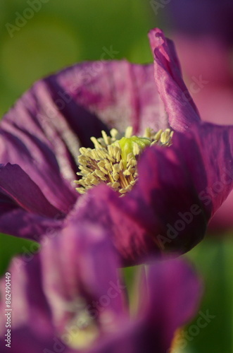 beautiful relaxing background purple poppy flowers, field, nature, relax, beauty, healthy style, summer