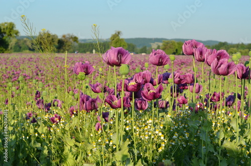 beautiful relaxing background purple poppy flowers, field, nature, relax, beauty, healthy style, summer photo