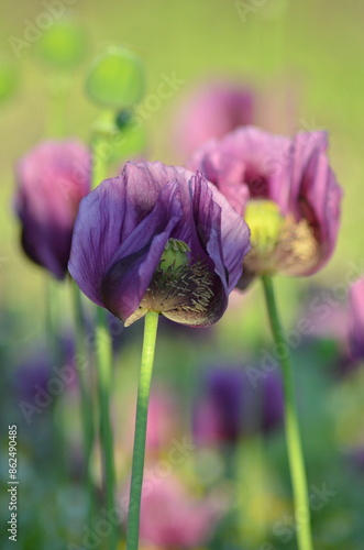 beautiful relaxing background purple poppy flowers, field, nature, relax, beauty, healthy style, summer