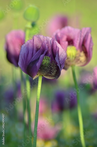 beautiful relaxing background purple poppy flowers, field, nature, relax, beauty, healthy style, summer