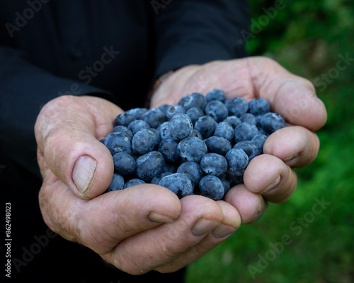 Blueberries (Vaccinium corymbosum) in the hands of a man