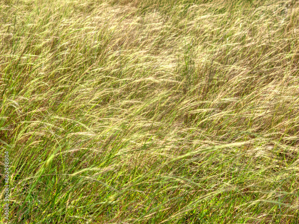 organic grass family on a meadow, abstract texture for design elements organic grass family on a meadow, abstract texture for design elements