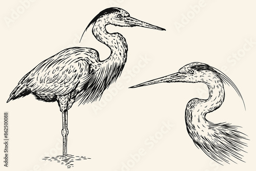 Hand drawn grey heron bird in sketch style. Monochrome vector illustration isolated on white background.