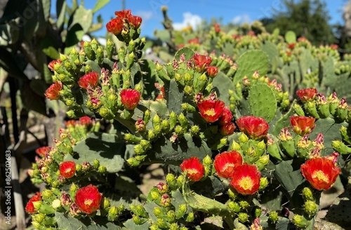Cactus